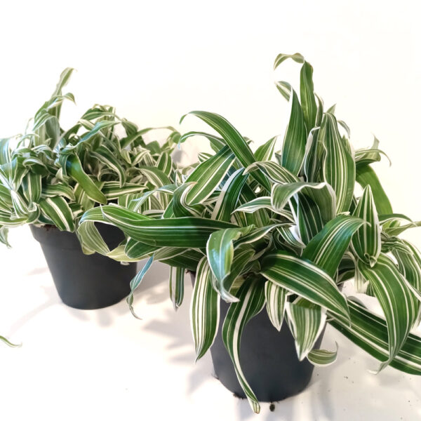 Murdannia loriformis Alba Aquilone