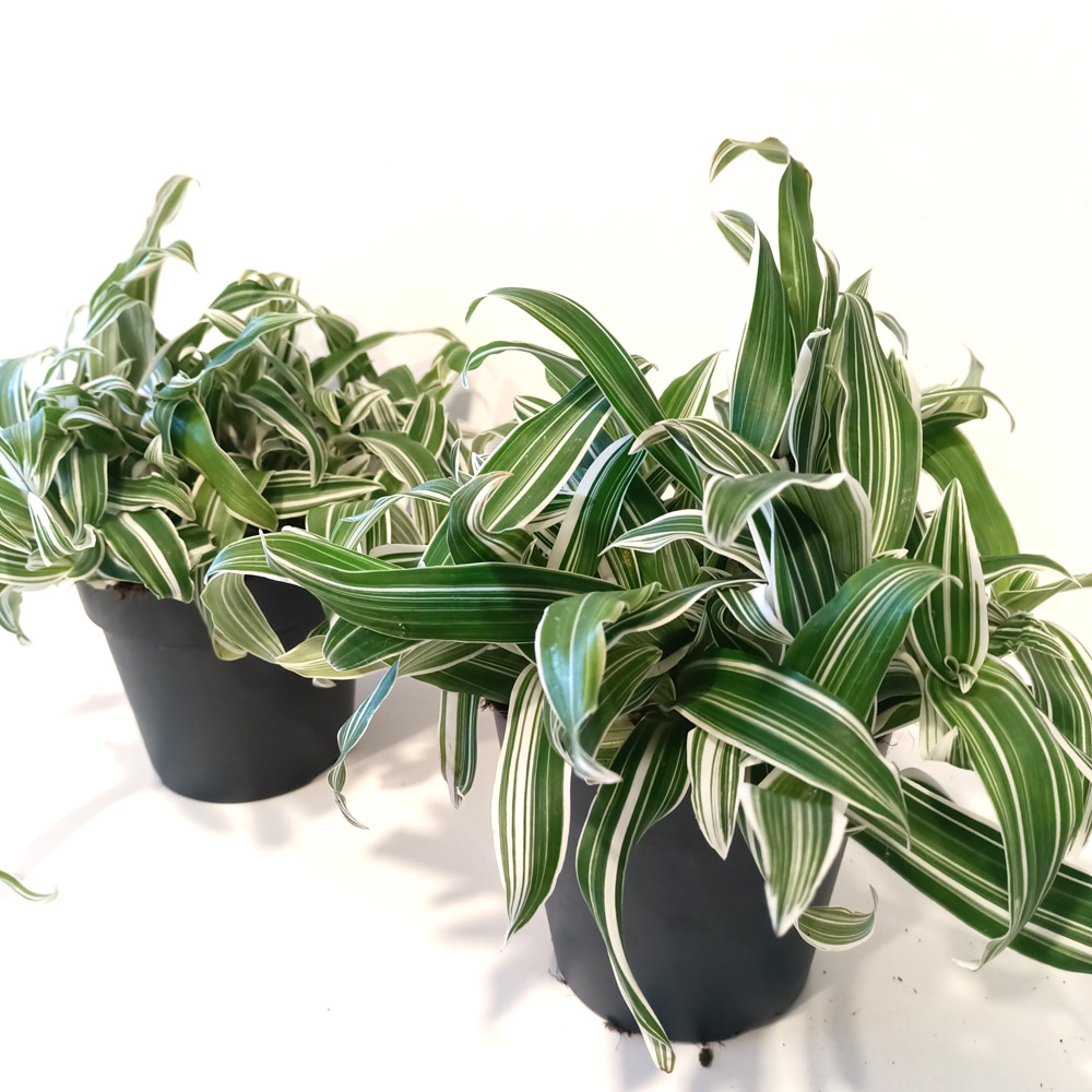 Murdannia loriformis Alba Aquilone