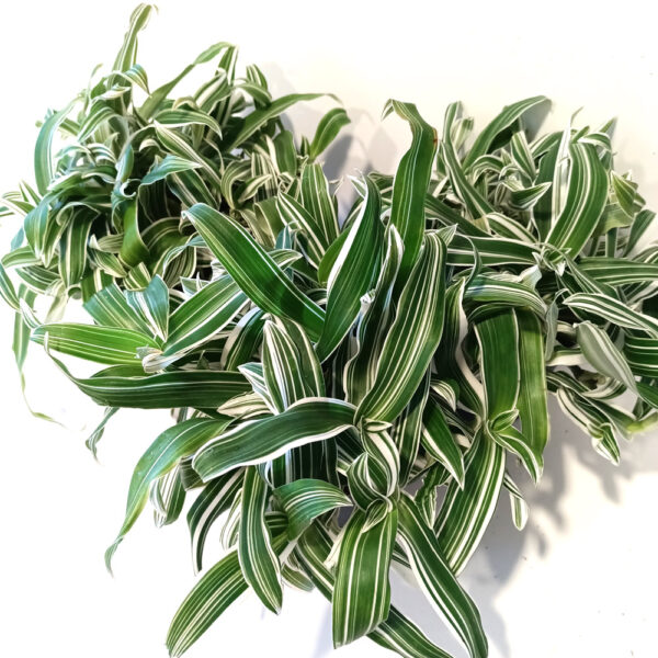 Murdannia loriformis Alba Aquilone