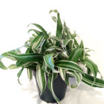 Murdannia loriformis Alba Aquilone