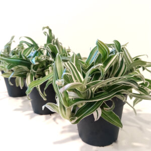 Murdannia loriformis Alba Aquilone