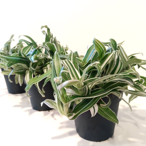 Murdannia loriformis Alba Aquilone