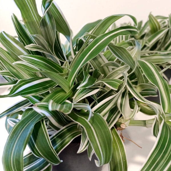 Murdannia loriformis Alba Aquilone