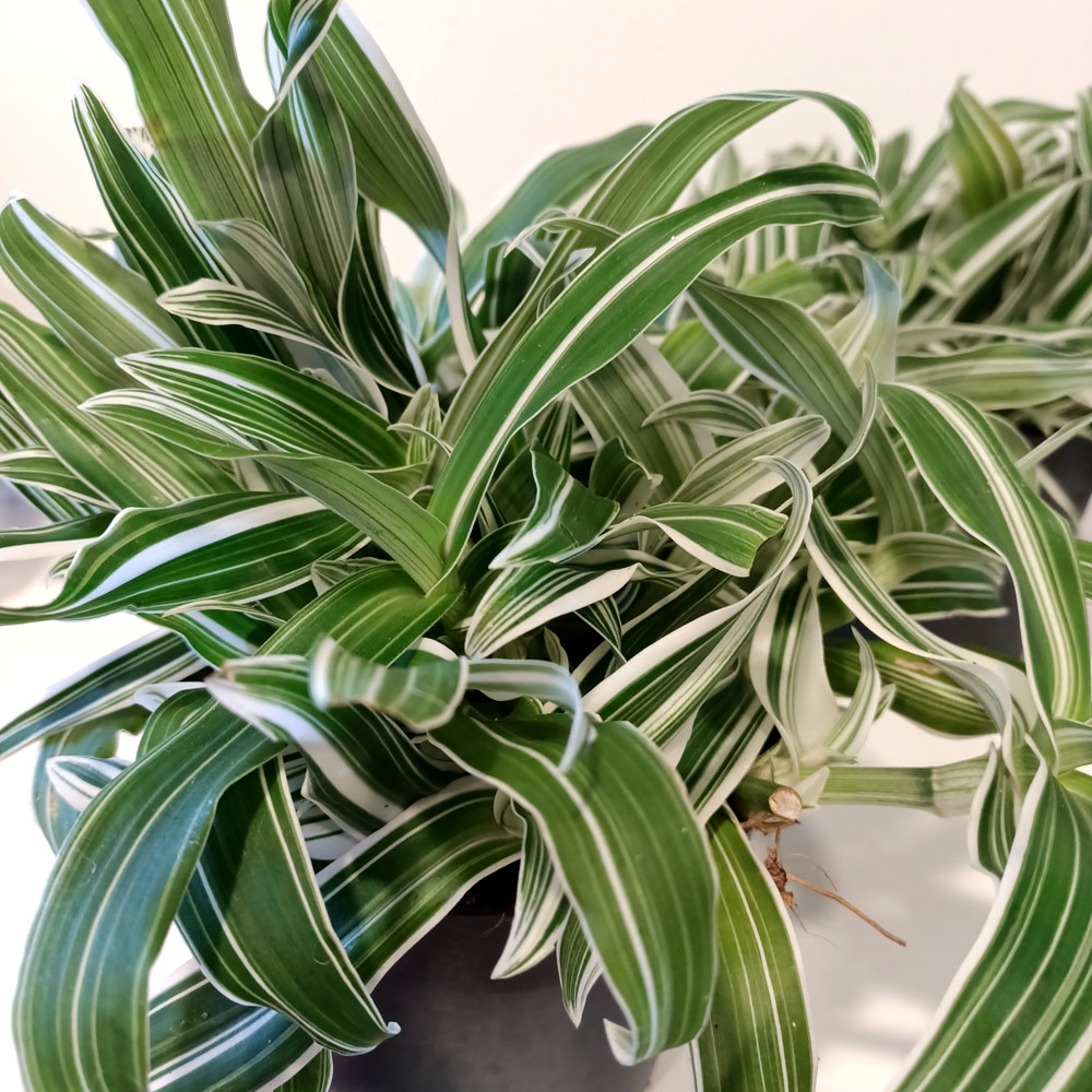 Murdannia loriformis Alba Aquilone