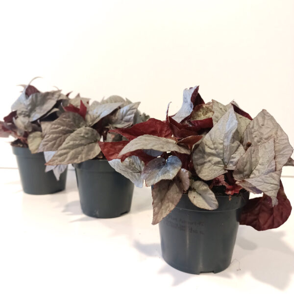 Begonia Silver Limbo