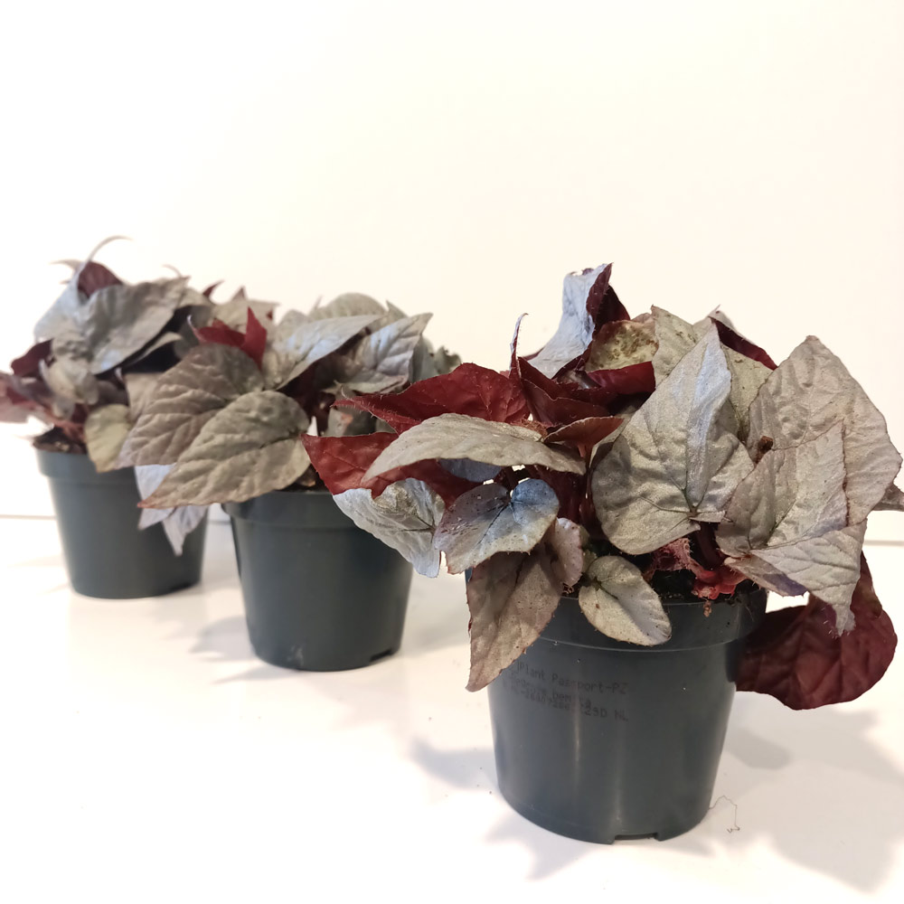 Begonia Silver Limbo