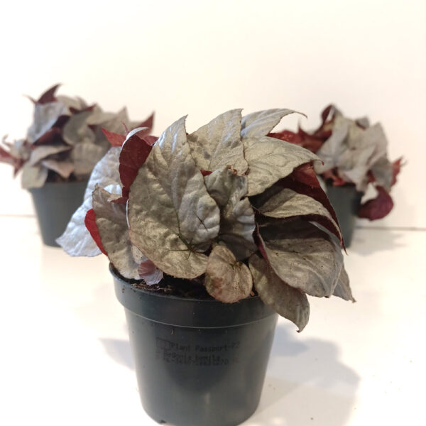 Begonia Silver Limbo