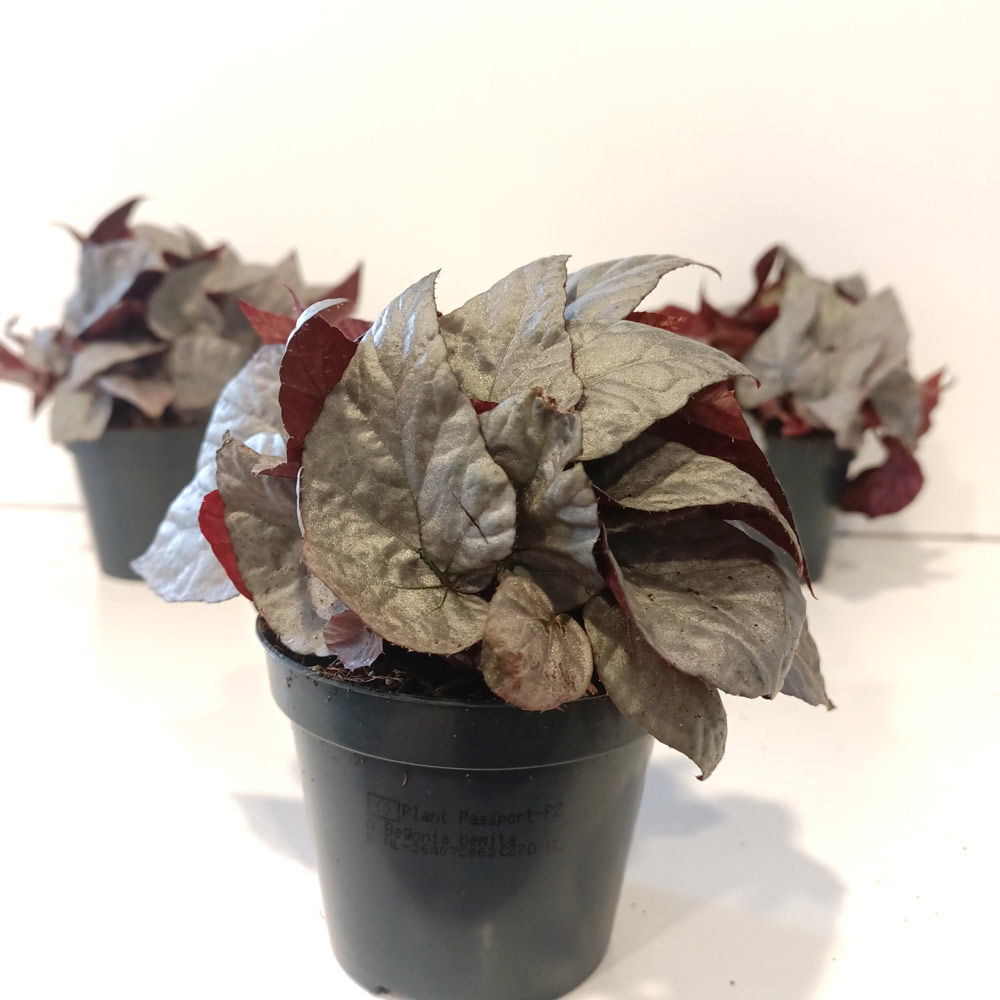Begonia Silver Limbo