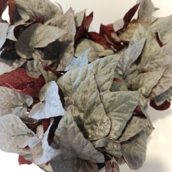 Begonia Silver Limbo