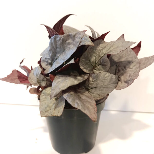 Begonia Silver Limbo