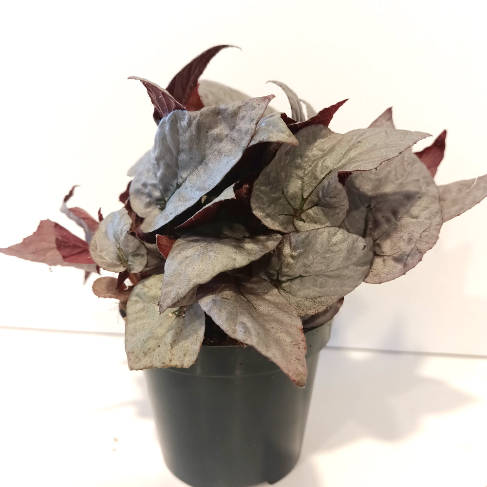 Begonia Silver Limbo