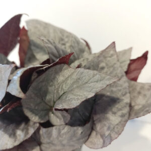 Begonia Silver Limbo