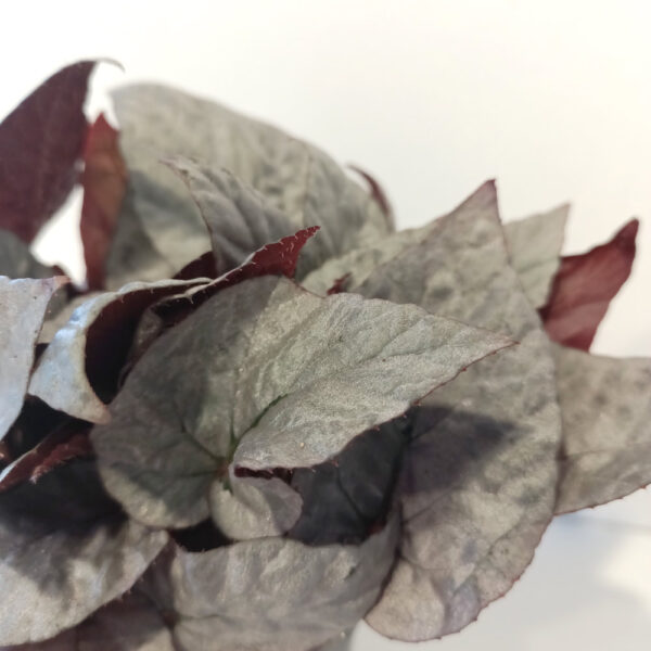 Begonia Silver Limbo