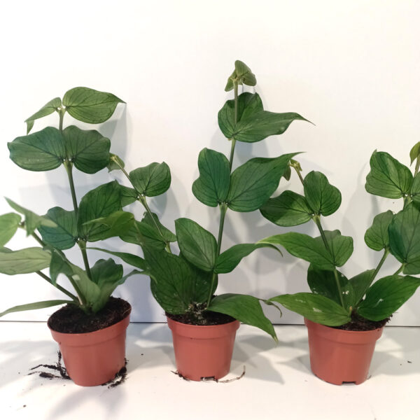 Hoya Polyneura Hoya Polyneura