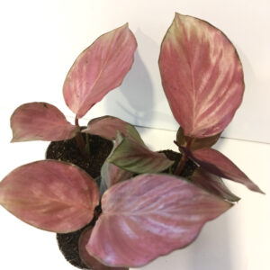 Calathea Silver Plate
