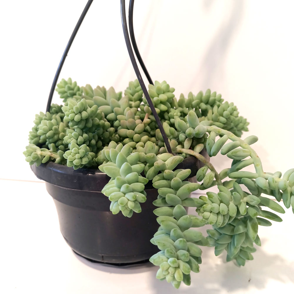 Sedum Burrito