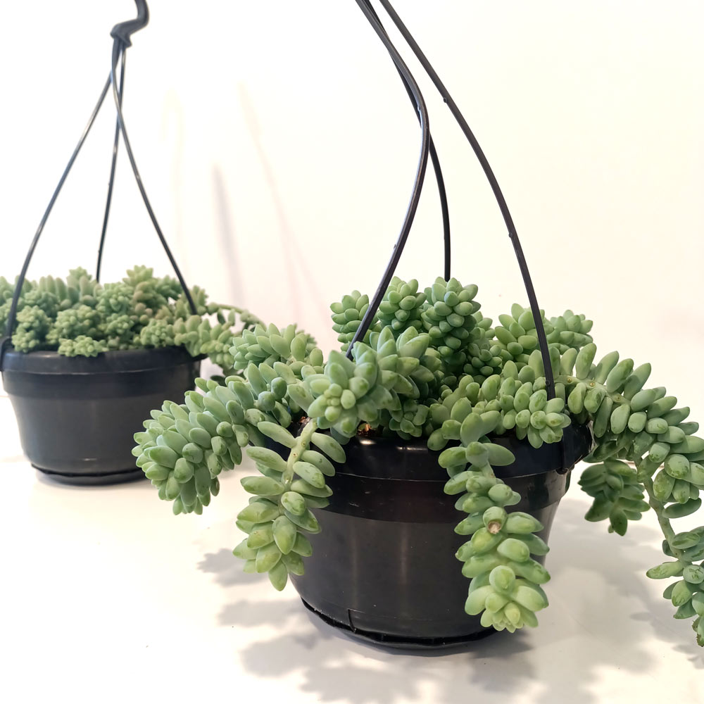 Sedum Burrito