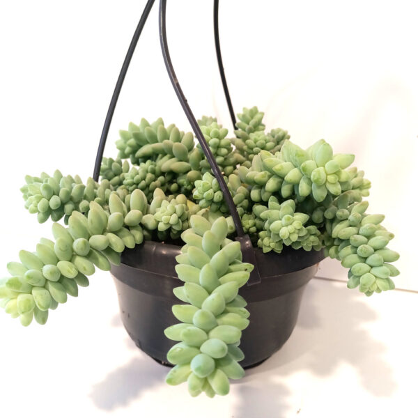 Sedum Burrito