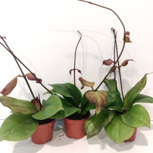 Hoya chunii (Hoya chuniana)