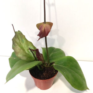 Hoya chunii (Hoya chuniana)