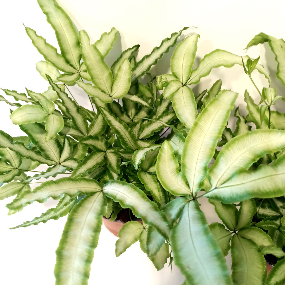 Pteris Cretica Albolineata-paproć