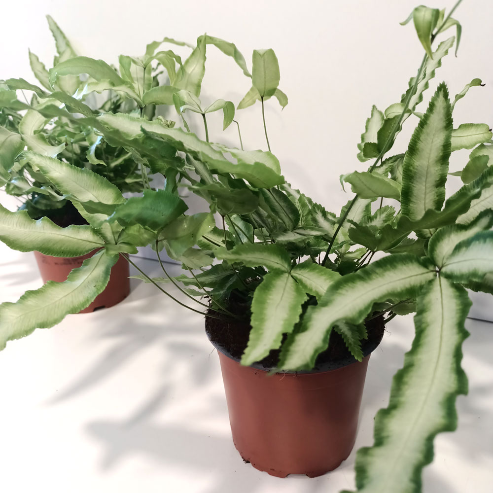 Pteris Cretica Albolineata-paproć