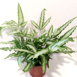 Pteris Cretica Albolineata-paproć