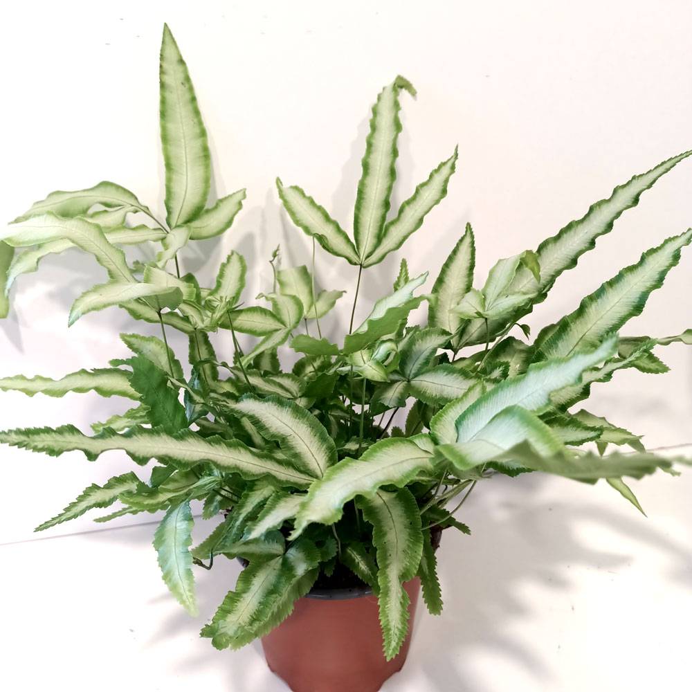 Pteris Cretica Albolineata-paproć