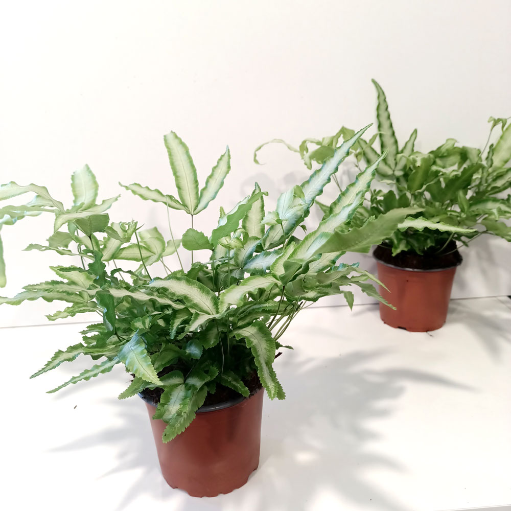 Pteris Cretica Albolineata-paproć