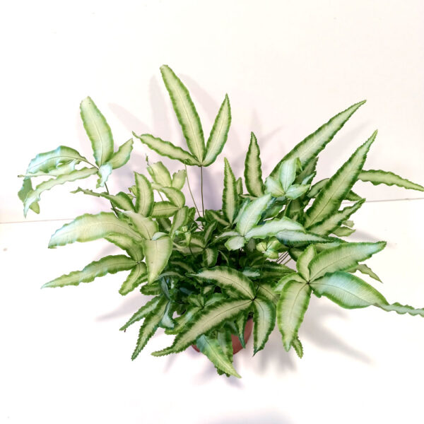 Pteris Cretica Albolineata-paproć