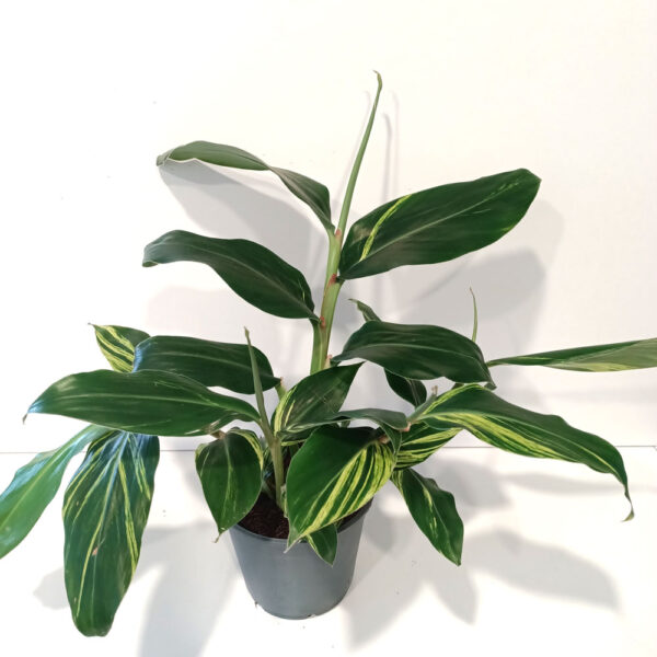 Alpinia Zerumbet variegata