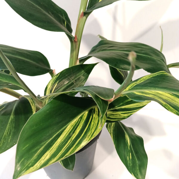 Alpinia Zerumbet variegata