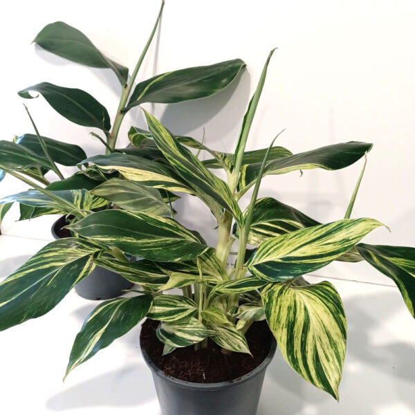 Alpinia Zerumbet variegata