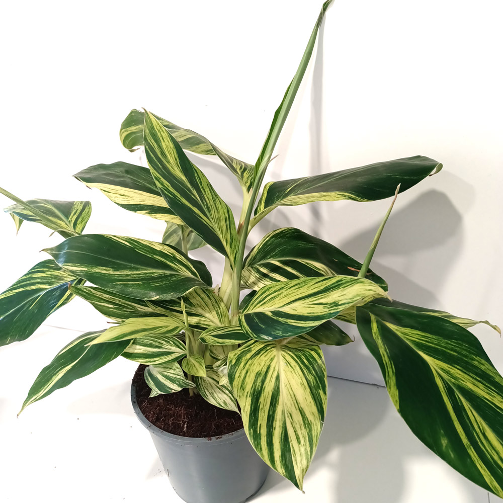 Alpinia Zerumbet variegata