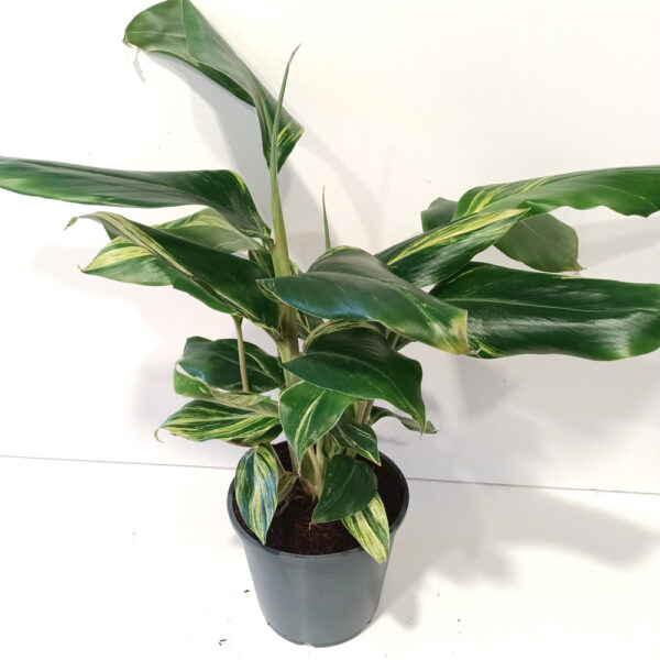Alpinia Zerumbet variegata