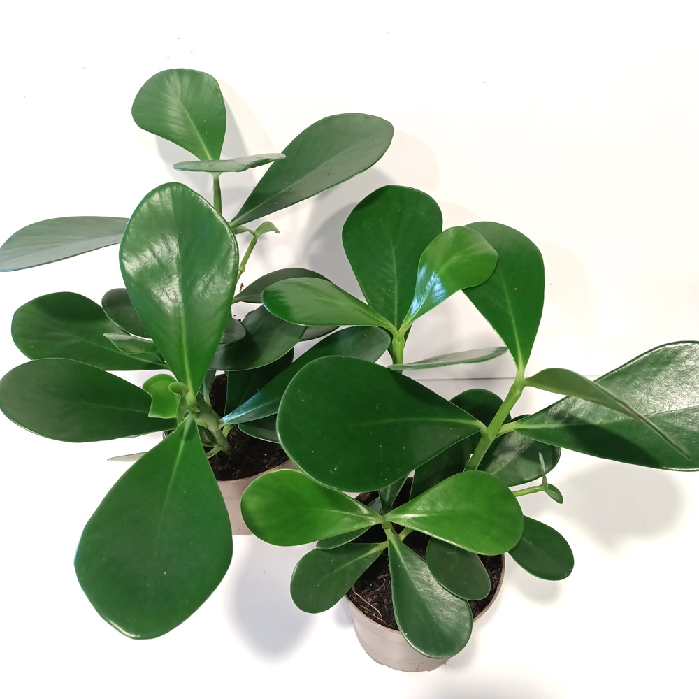 Clusia rosea princess