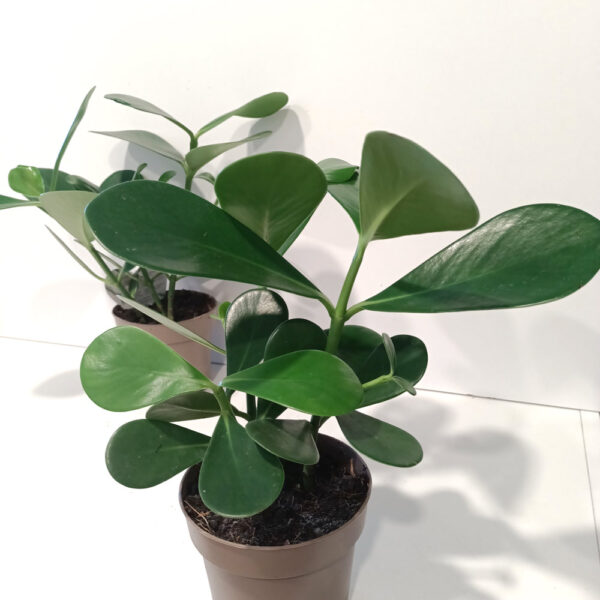 Clusia rosea princess