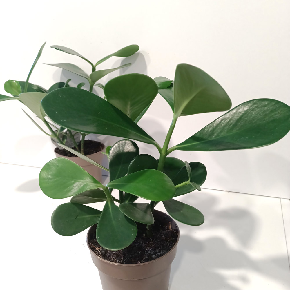 Clusia rosea princess