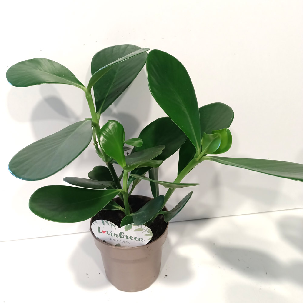 Clusia rosea princess