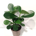 Clusia rosea princess