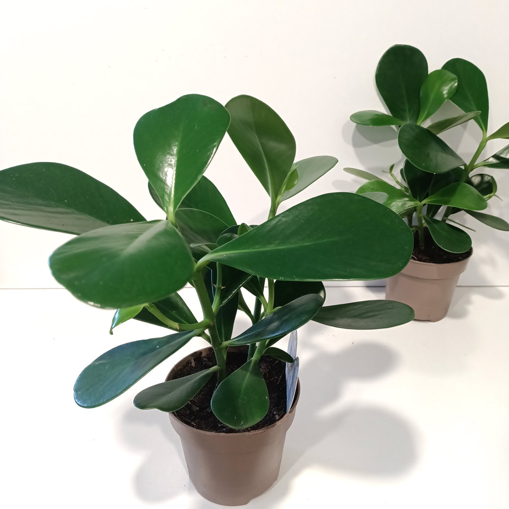 Clusia rosea princess