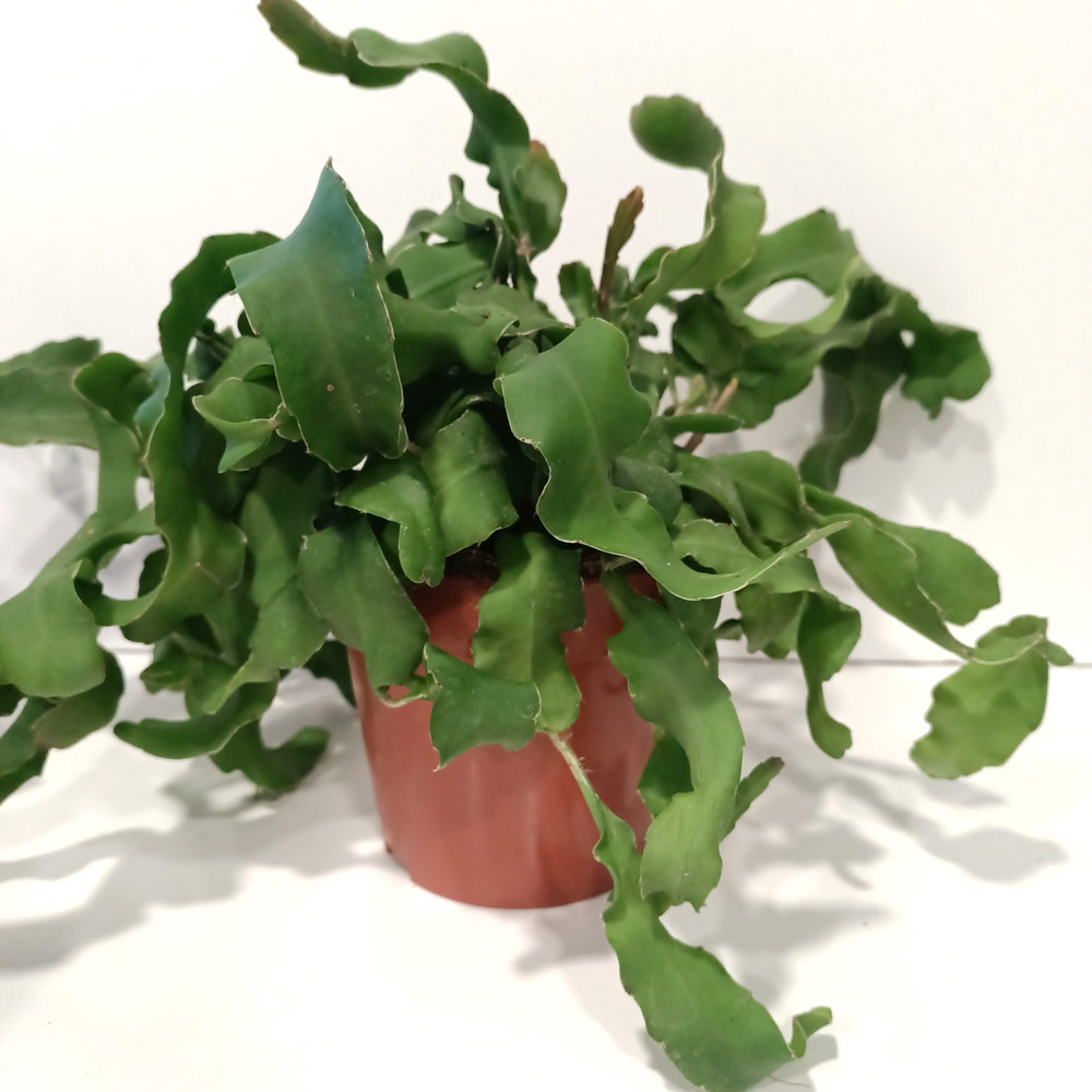 Epiphyllum guatemalense monstrosa