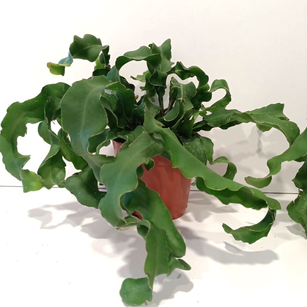 Epiphyllum guatemalense monstrosa