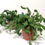 Epiphyllum guatemalense monstrosa