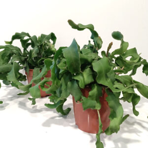 Epiphyllum guatemalense monstrosa