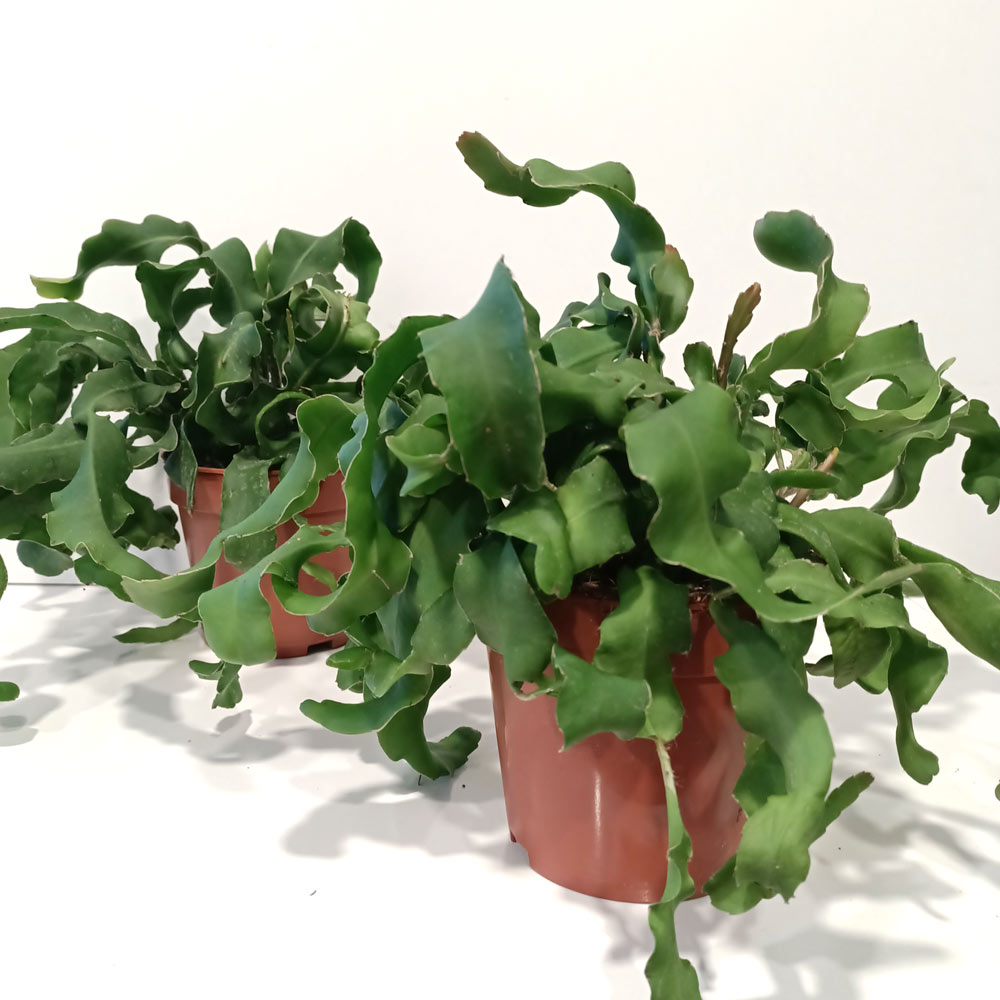 Epiphyllum guatemalense monstrosa