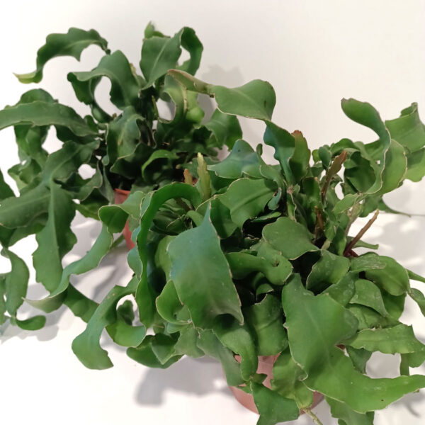 Epiphyllum guatemalense monstrosa