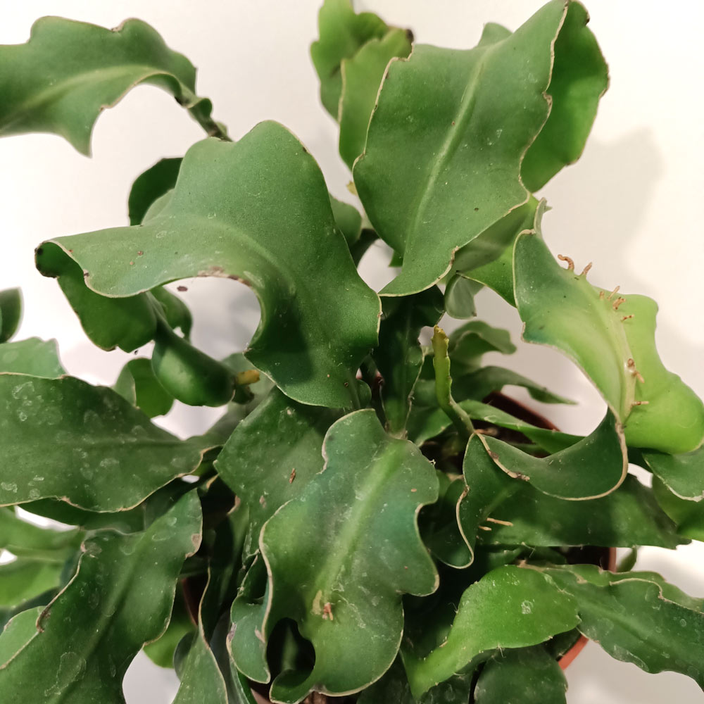 Epiphyllum guatemalense monstrosa