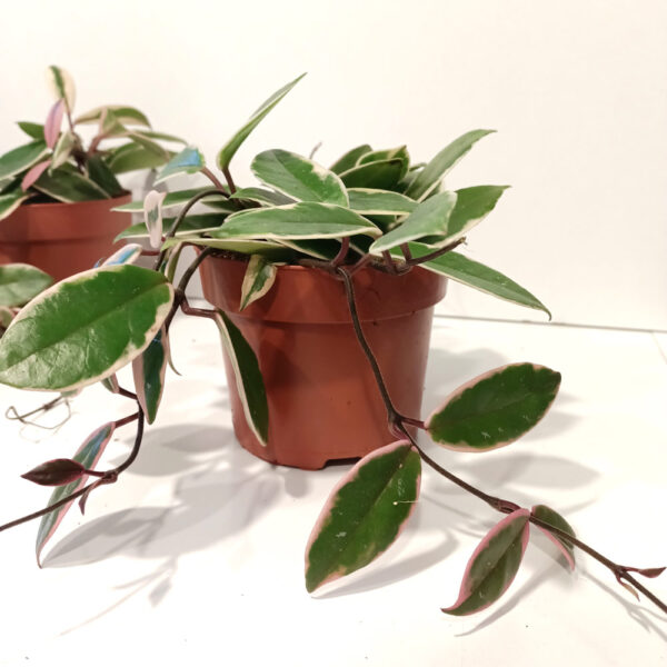 Hoya Flamingo Dream
