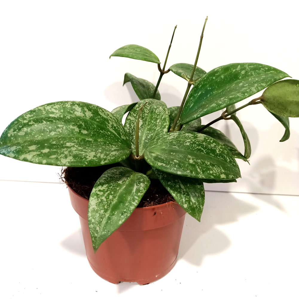 Hoya latifolia Rangsan Splash